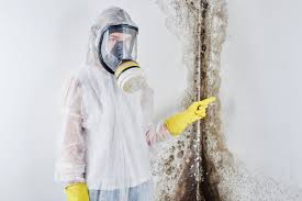 Why You Should Choose Our Mold Remediation Services in Poplar Bluff, MO